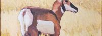 Pawnee Pronghorn SOLD