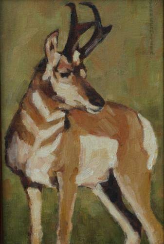 Pronghorn